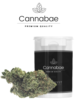 cannabae